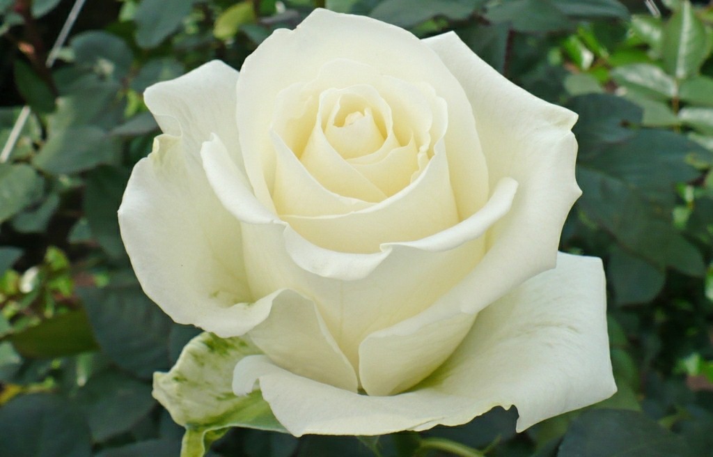 A rosa branca no retrato: a lembrança para a mãe imortal 
