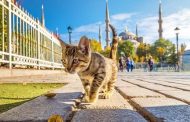 Istambul, a cidade onde os gatos são os donos de tudo