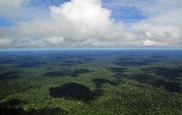 Ator irlandês Stephen Rea lança documentário sobre a Amazônia